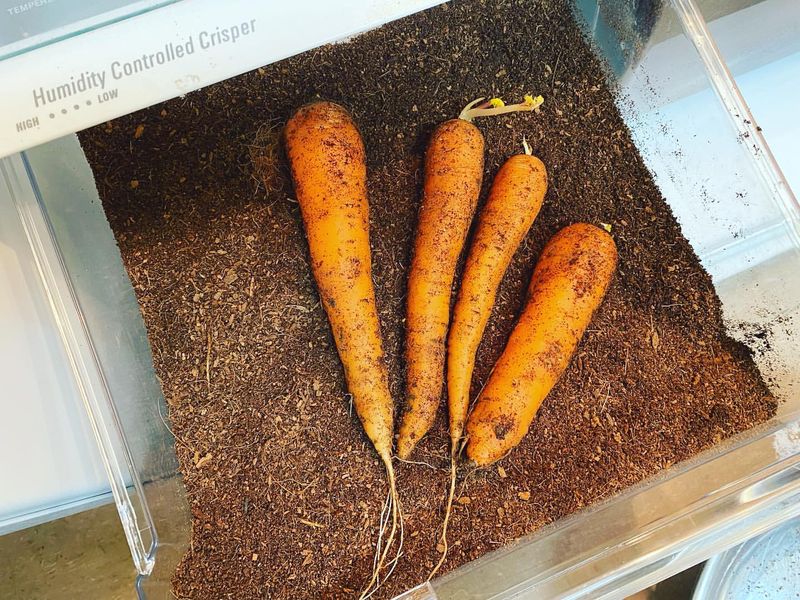Carrots: Crisp Orange Keepers