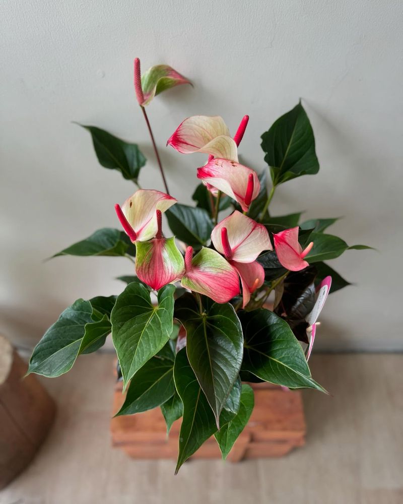 Anthurium