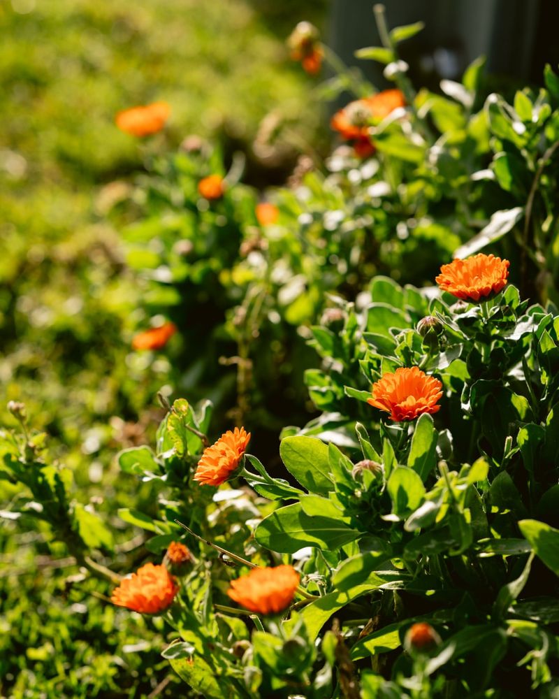 Culinary Garden-To-Table Experiences