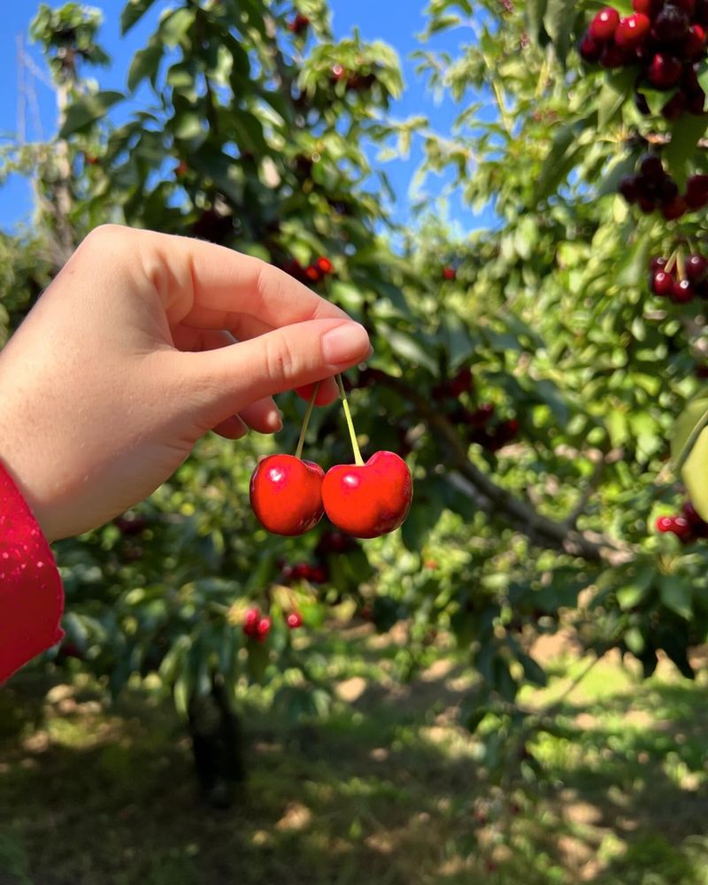 Cherries: Small Fruits with Big Chemical Loads