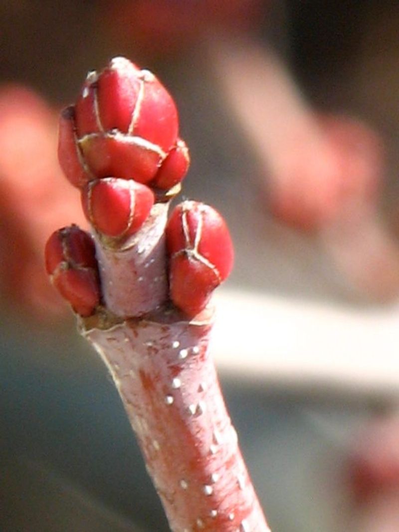 Buds Still Firmly Attached