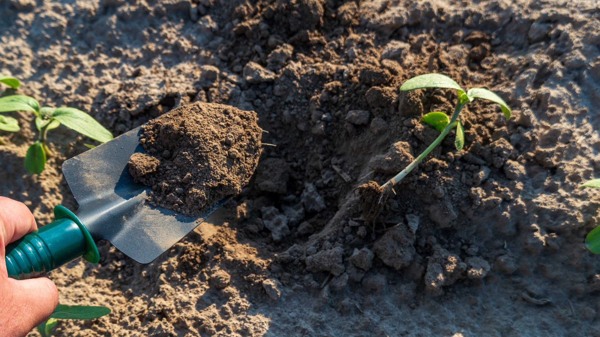 soil