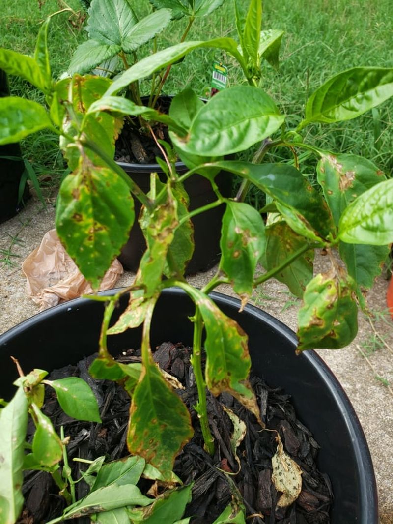 Bacterial Leaf Spot