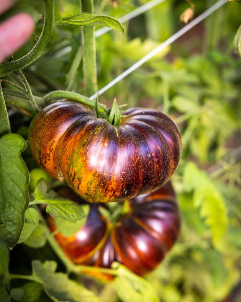 Heirloom Tomatoes Bringing Local Fields To Market