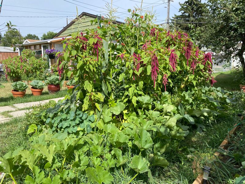 Three Sisters Companion Planting