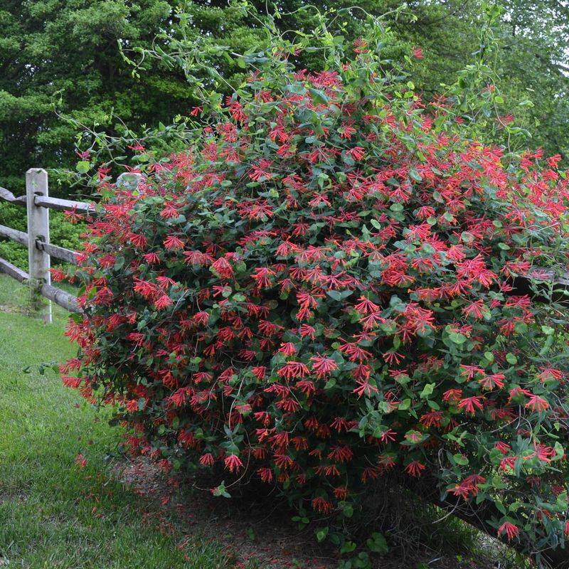 Thorny Barriers Deter Unwanted Visitors