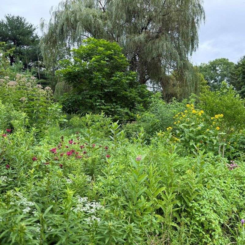 Native Shrub Thickets As Wildlife Safe Houses