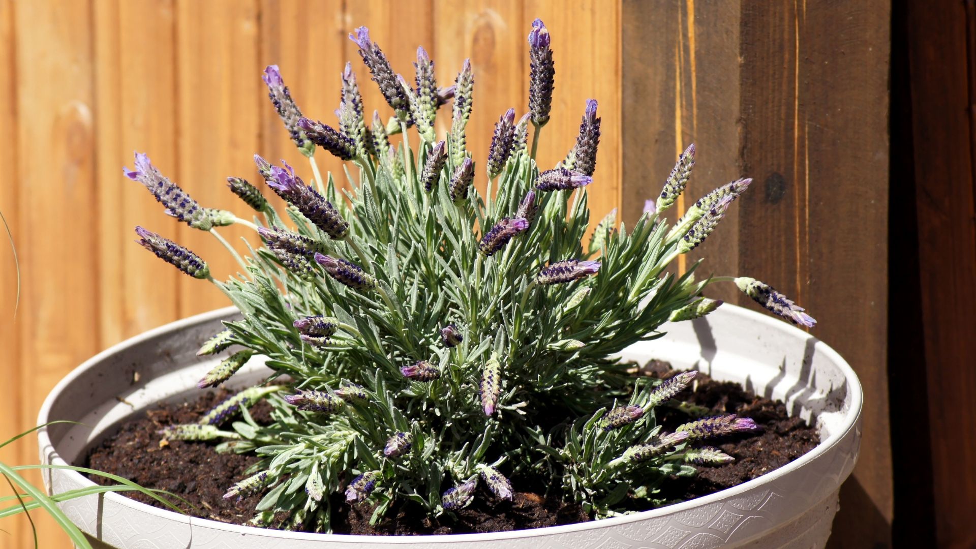 Best Container Plants For Sunny Patios In Nevada Right Now