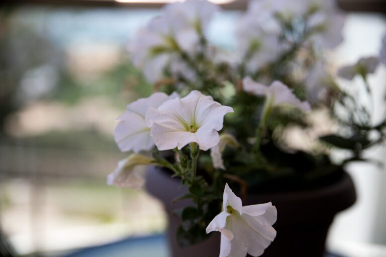 Lush Greenery and White Petunia Blossoms