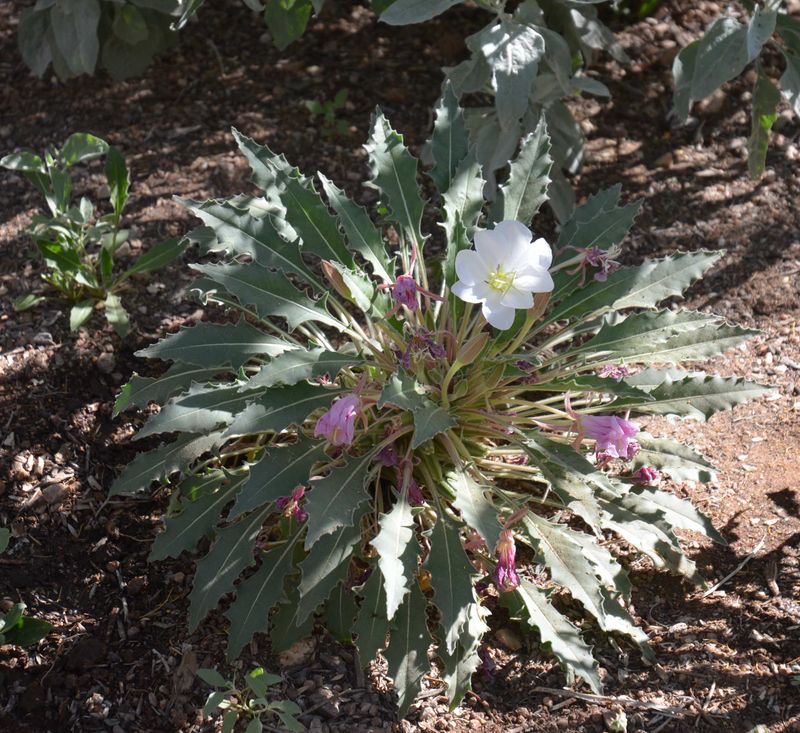 Evening Primrose: The Desert's Golden Lantern