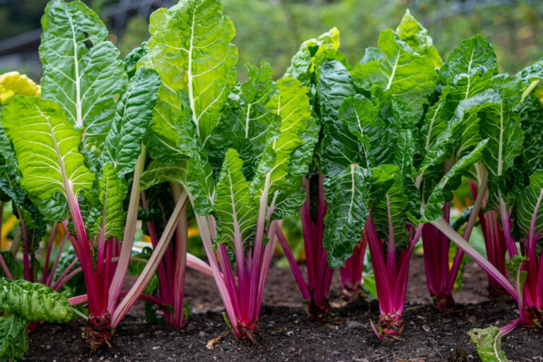 swiss chard (featured image)