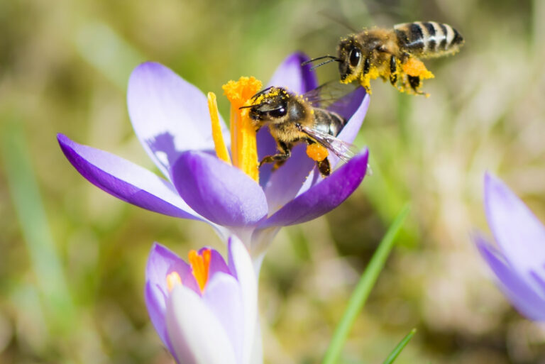 crocus flower (featured image)