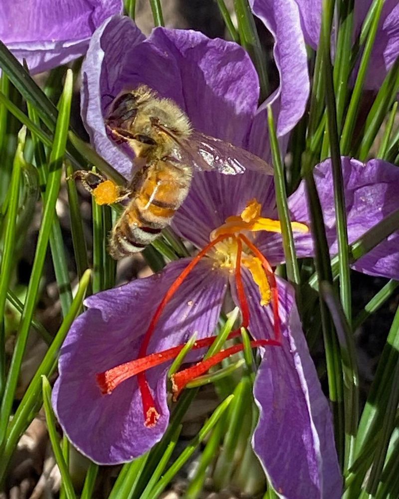 Crocus