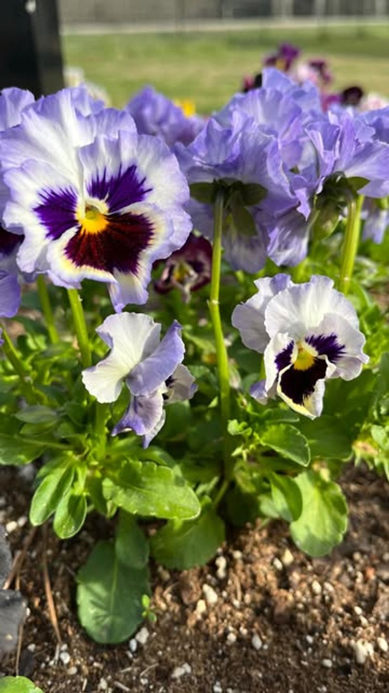 Cheerful Pansies