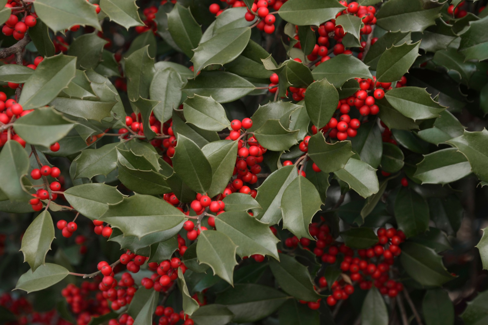 Best Trees For Year-Round Wildlife Food Sources In Georgia