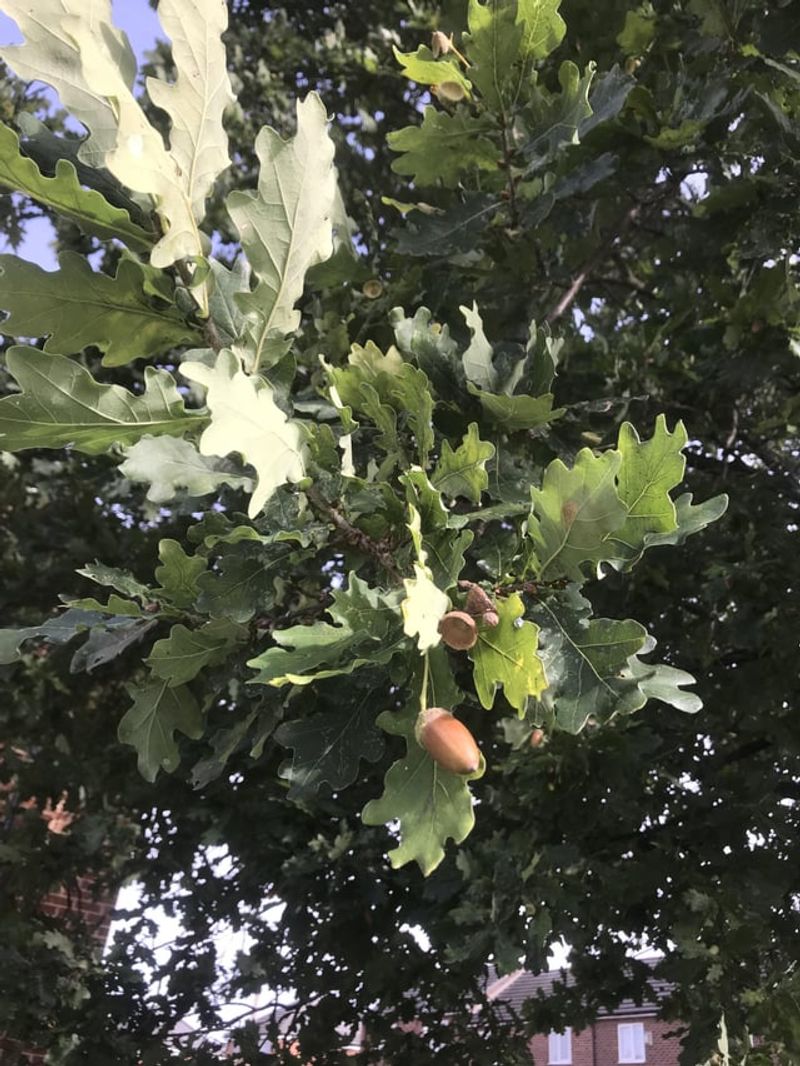Oak Trees As A Reliable Acorn Source