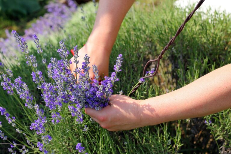 gardener harvests lavender plant