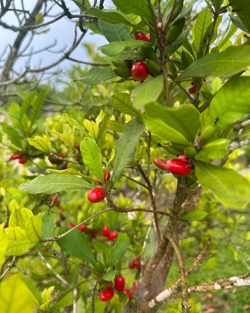 Miracle Fruit Plant