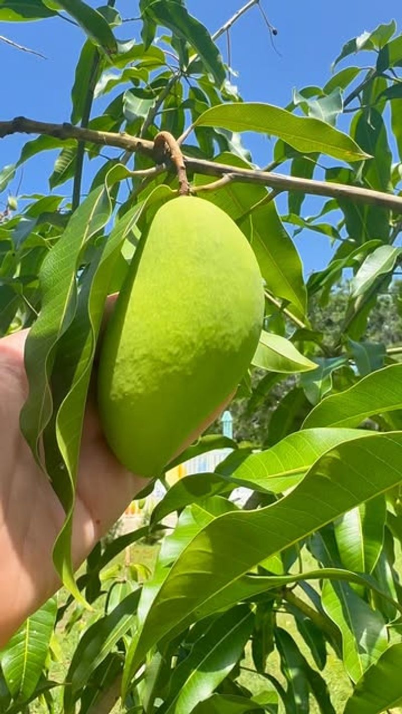 Miracle Fruit Plant