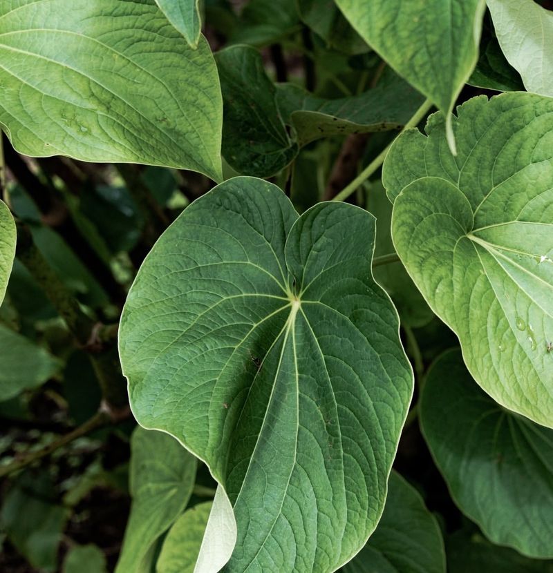 Kava