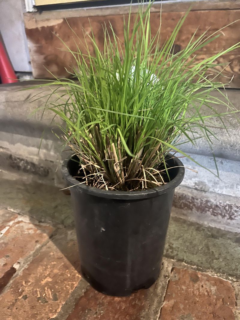 Little Bluestem (Schizachyrium scoparium)