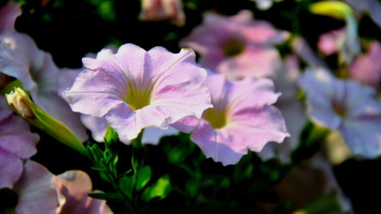 soft focus Petunia flowers blooming morning in nature lights (featured image)