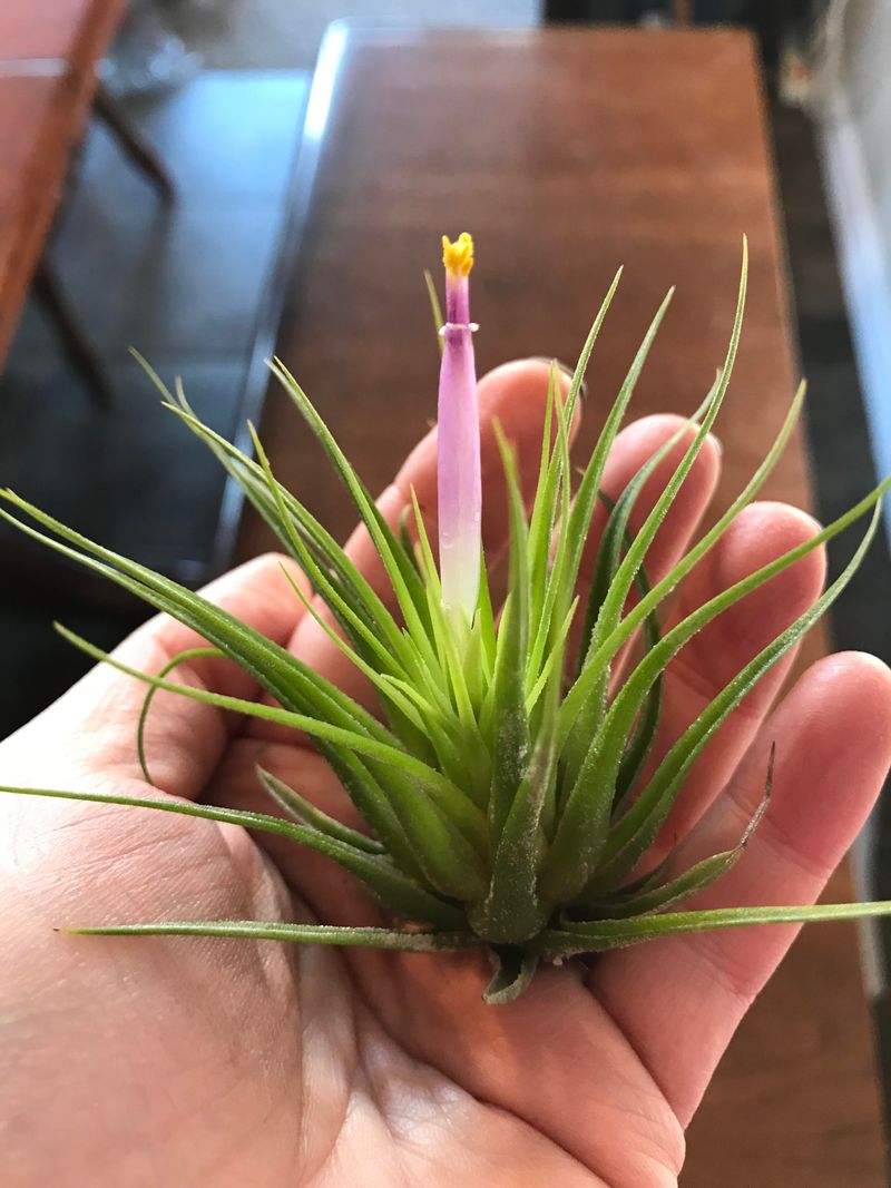 Air Plants (Tillandsia)