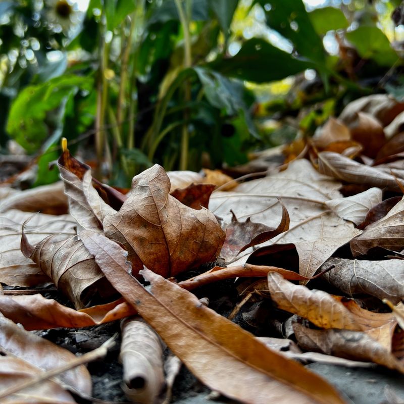 Natural Mulch For Native Plants