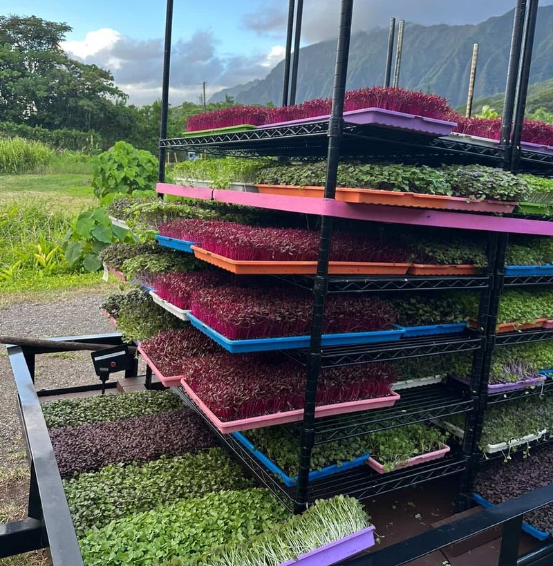 Medicinal Hawaiian Plant Corners