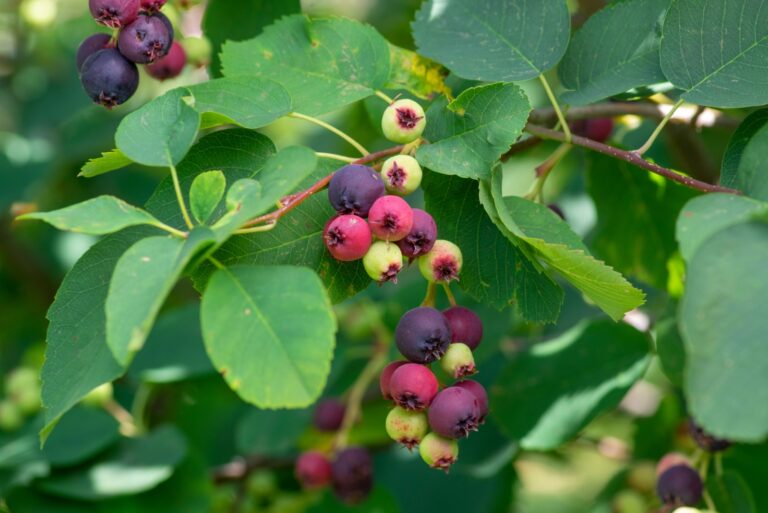 serviceberry