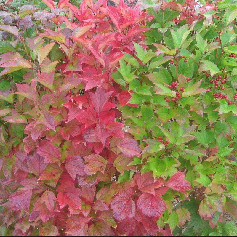 American Cranberrybush Viburnum