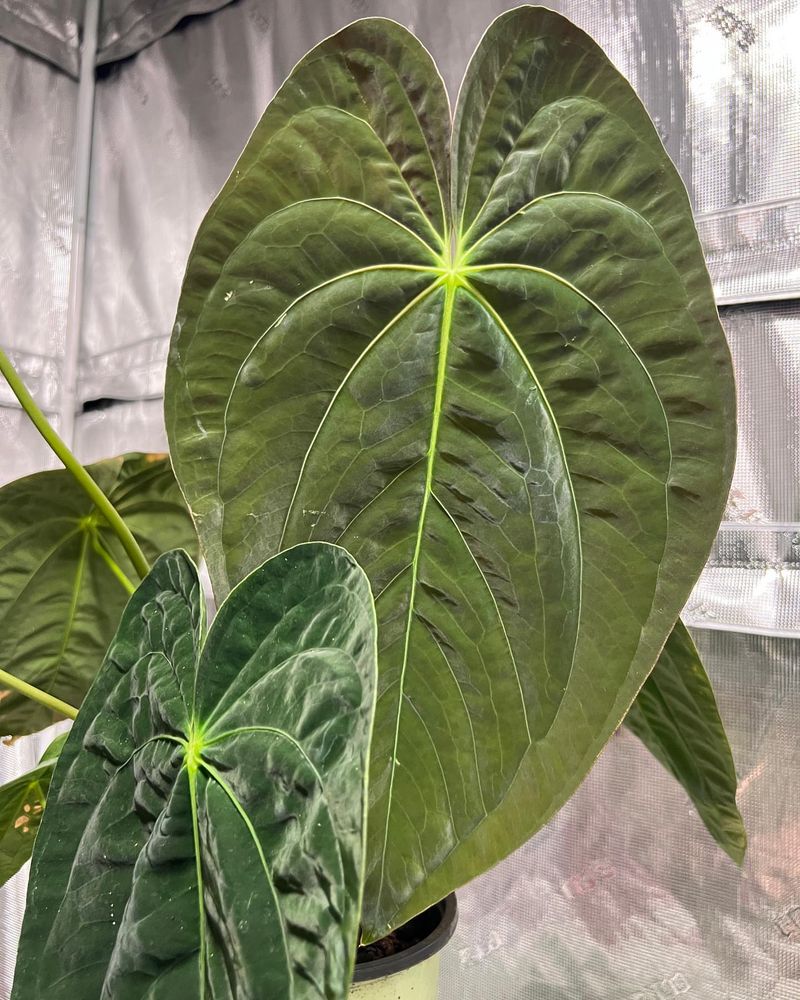 Anthurium