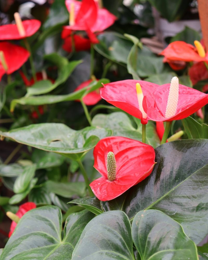 Anthurium