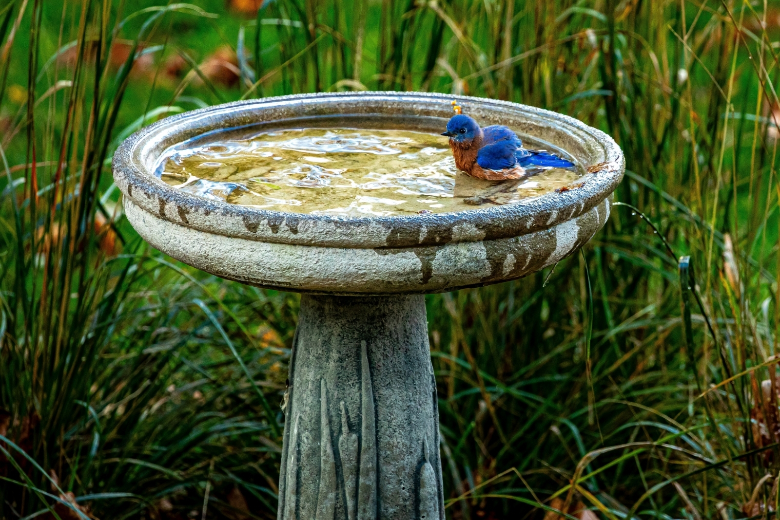 Birdbath Mistakes In Texas That Are Keeping Birds Away And How To Fix Them