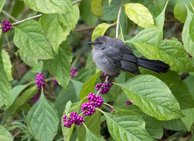 Supports Late-Season Pollinators Too