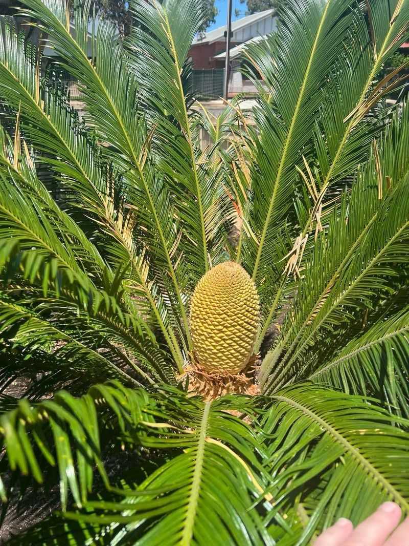 Cycad Circle
