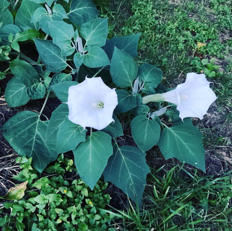 Sacred Datura