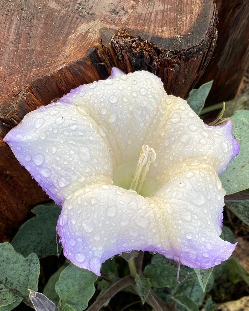 Datura's Deceptive Beauty