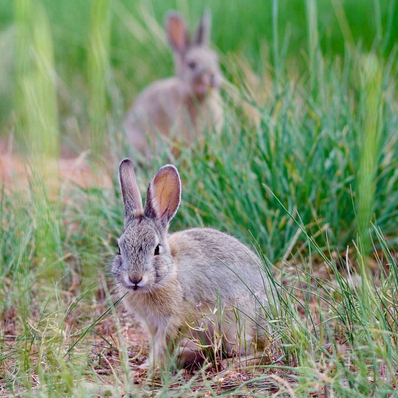 Eastern Cottontail Rabbits: Garden Nibbling Neighbors