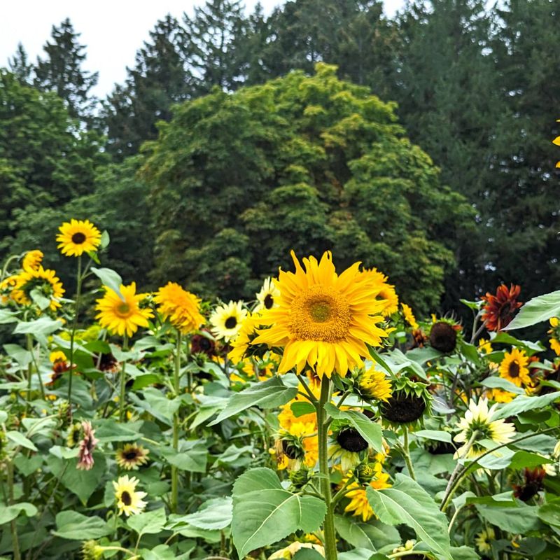 Sunflowers