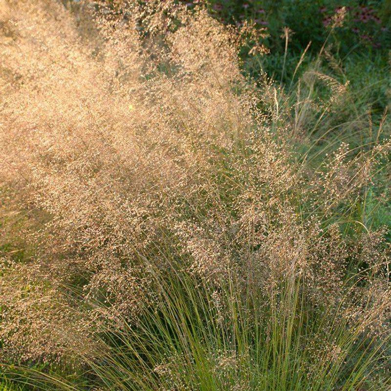 Prairie Dropseed