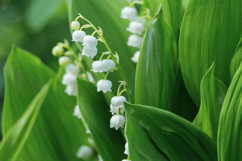 Lily of the Valley