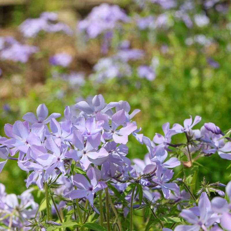 Woodland Phlox: Carpet Of Spring Color
