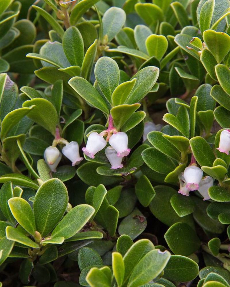 Bearberry Ground Cover
