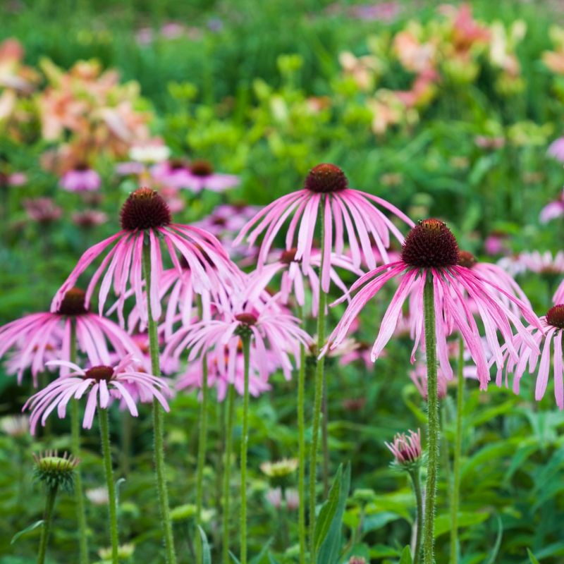 Purple Coneflower's Elegant Resilience