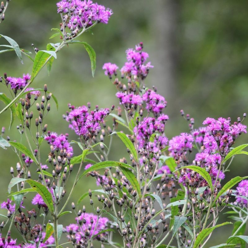 Ironweed Corners For Late-Season Purple
