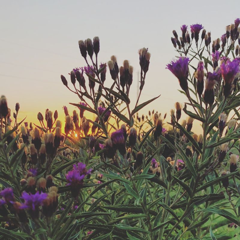 Ironweed (Vernonia fasciculata)