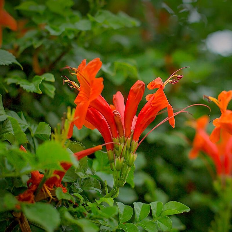 Cape Honeysuckle