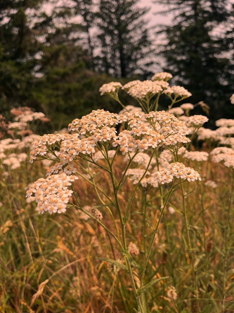 Yarrow Yearns For Youthful Vigor