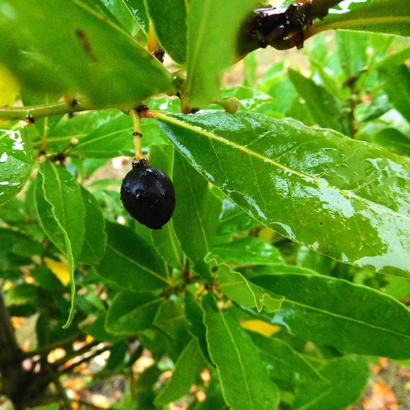 California Bay Laurel: Native Solution For Native Problems